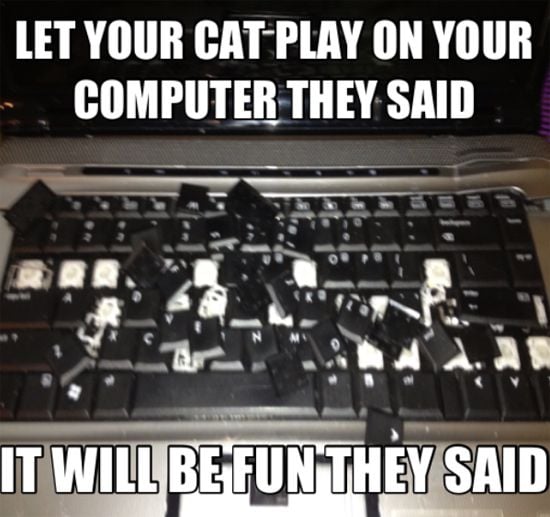 Funny photo of a laptop after a cat played on it