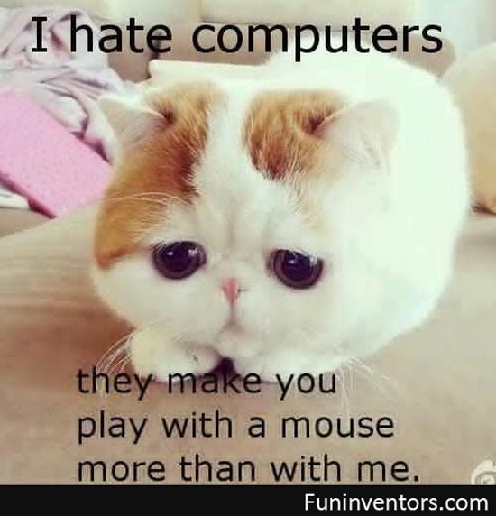 A kitten hates computers