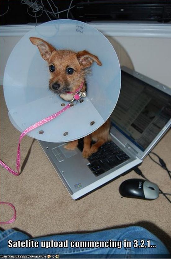 Puppy on a laptop