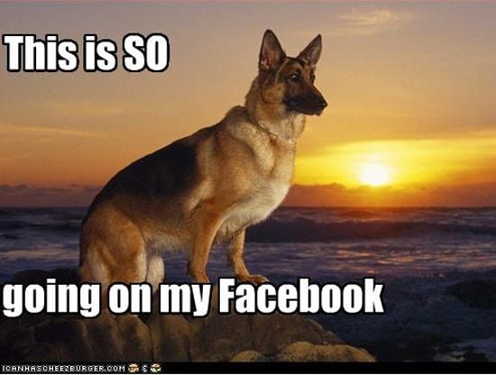Dog photo for Facebook