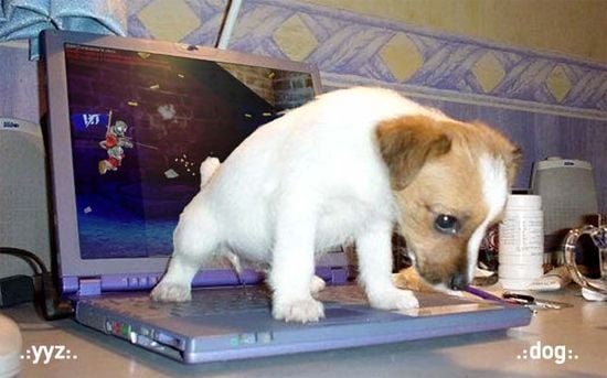 Puppy on a laptop
