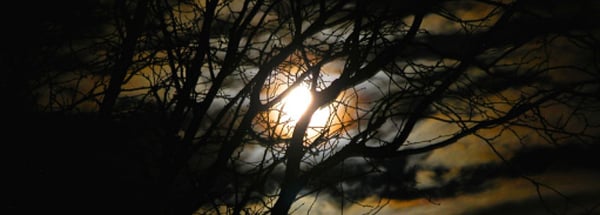 Creepy Moonlight through Treas Facebook Cover