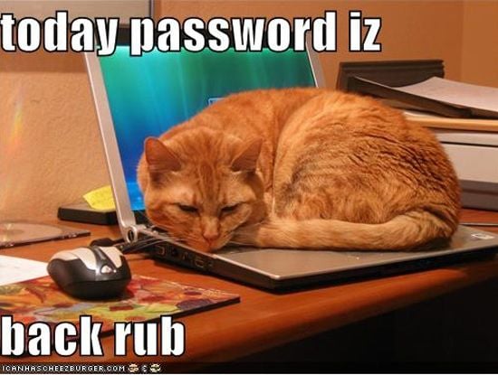 [Image: funny-cat-computer-19.jpg]