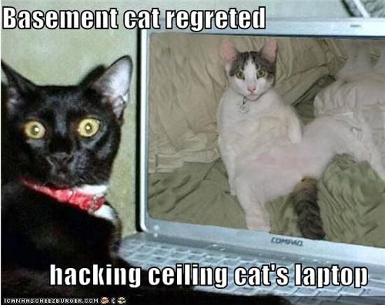Cats laptop