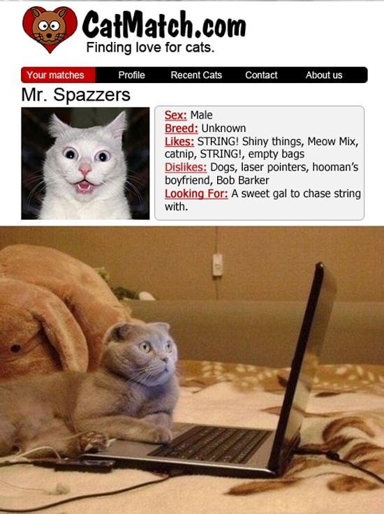 Cat dating website