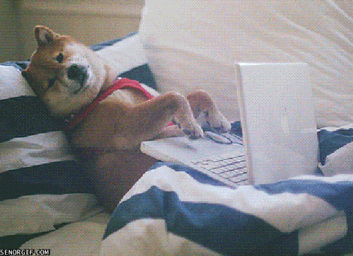 Dog is typinf on a laptop