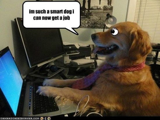 Smart dog
