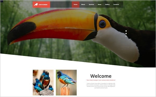 MotoCMS Promo - Bird Template